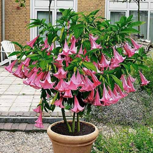 Brugmansia Angel's Pink obrázok 1 artikel 76638
