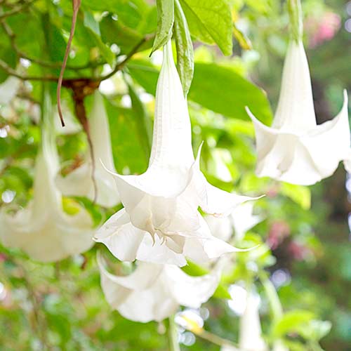 Brugmansia Angel's White artikel fotografia 1 Brugmansia Angel's White obrázok 1 artikel 76636
