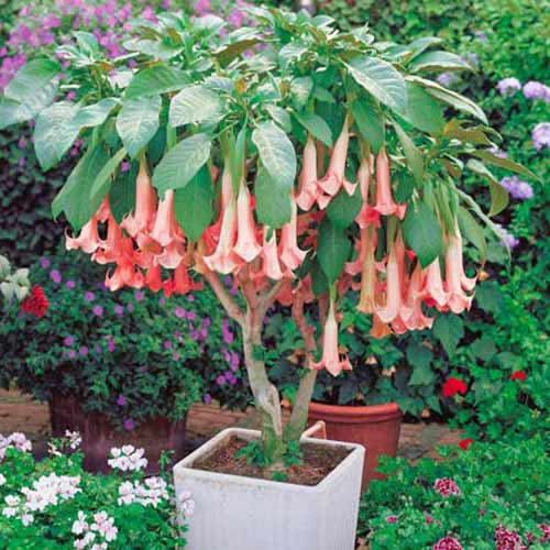 Brugmansia Pink obrázok 1 artikel 76640