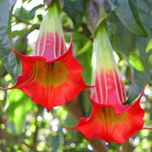 Brugmansia Red artikel fotografia 1 Brugmansia Red obrázok 1 artikel 76641