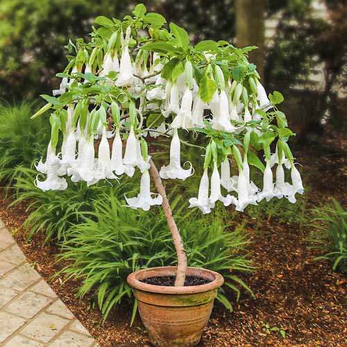 Brugmansia White obrázok 1 artikel 76635