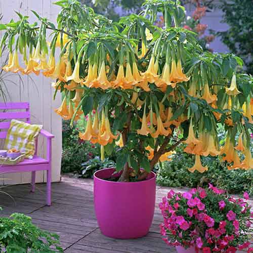 Brugmansia Yellow obrázok 1 artikel 76639