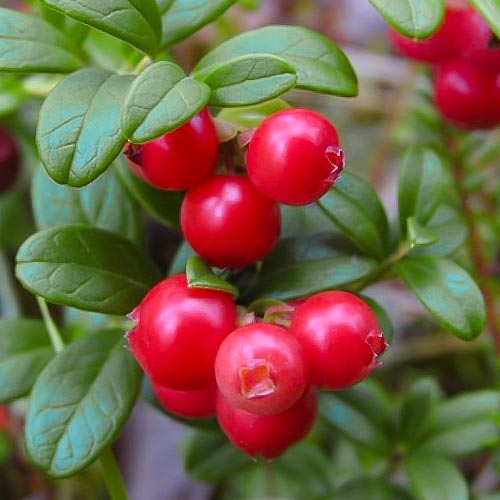 Brusnica Runo Bielawskie obrázok 1 artikel 4688