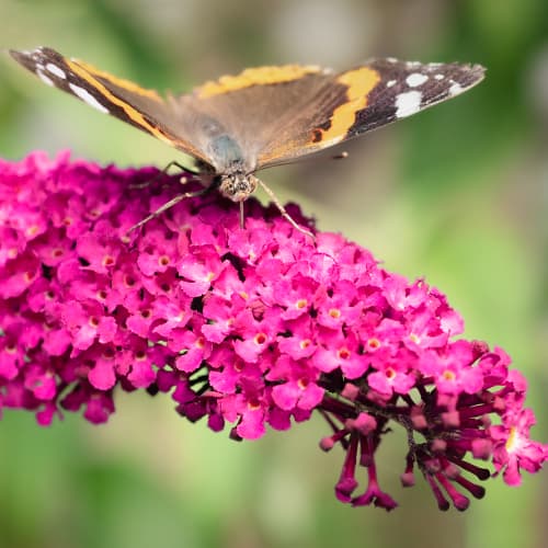 Budlea Dávidova Royal Red, P9 obrázok 1 artikel 9011