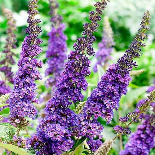 Budlea Dávidova African Quenn obrázok 1 artikel 4714