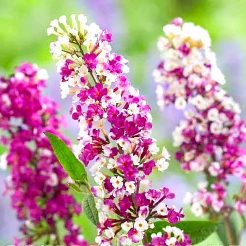 Budlea Dávidova Berries Cream obrázok 1 artikel 77802