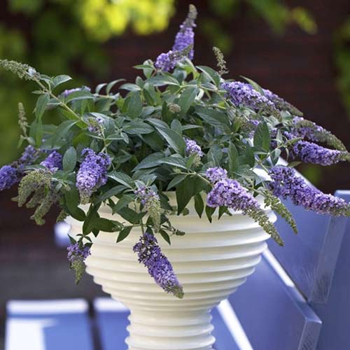 Budlea Dávidova Lilac Chip PBR, C3 obrázok 1 artikel 8513