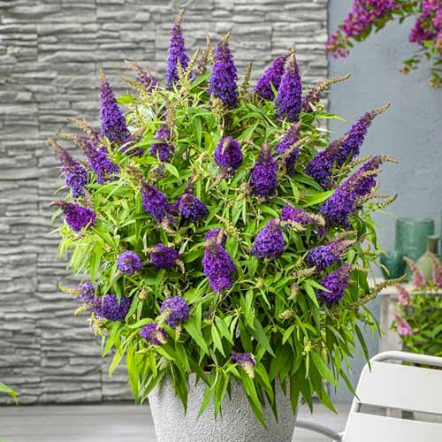 Budlea Dávidova Little Purple artikel fotografia 1 Budlea Dávidova Little Purple obrázok 1 artikel 77803