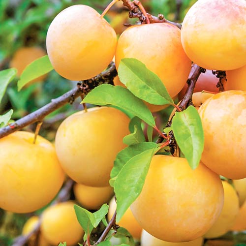 Slivka New Set obrázok 1 artikel 7959