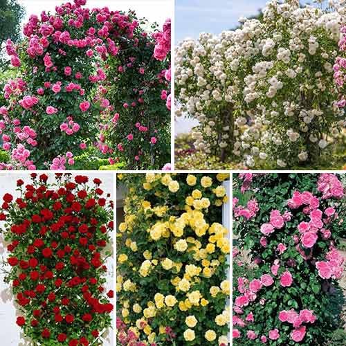 Super ponuka! Sada popínavých ruží Top Garden, 5 sadeníc obrázok 1 artikel 3697