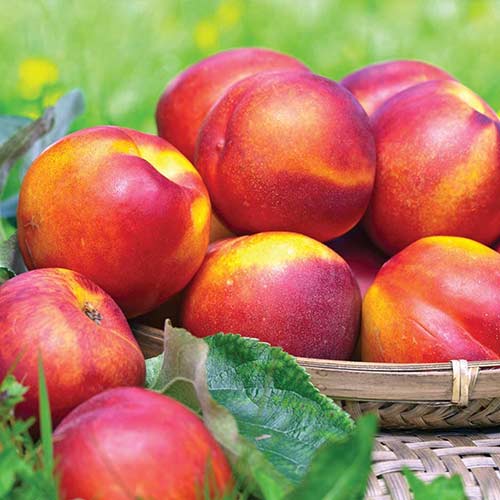 Nektárinka Fire Earth, С2 obrázok 1 artikel 4285