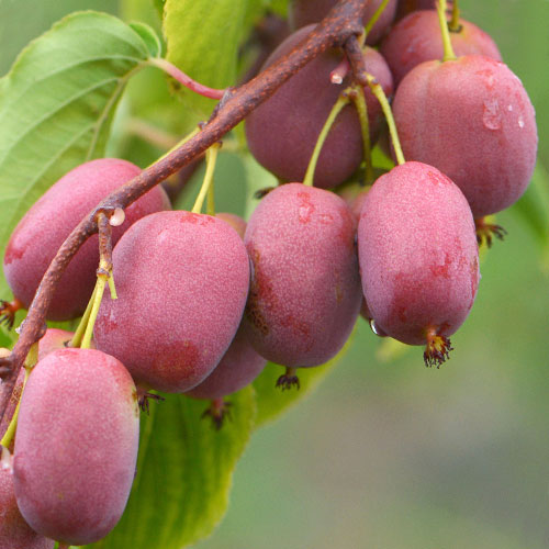 Aktinídia čínska Purpurna Sadowa obrázok 1 artikel 9315