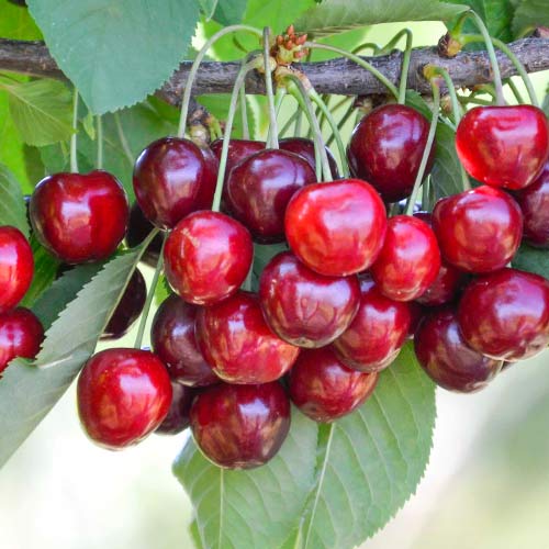 Čerešňa Her Torra obrázok 1 artikel 4278