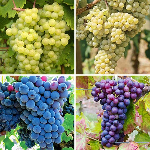 Super ponuka! Sada viniča Elita, 4 sadenice obrázok 1 artikel 6952