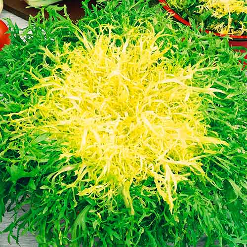 Čakanka štrbáková Avantgarde obrázok 1 artikel 96611