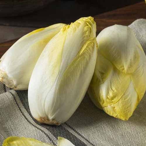 Čakanka štrbáková Mechelse Middelvroeg obrázok 1 artikel 96502