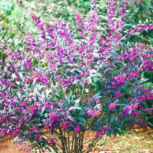 Callicarpa Pearl Glam obrázok 1 artikel 5589