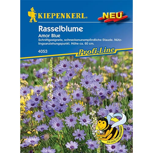 Catananche caerule Amor Blue obrázok 1 artikel 87757