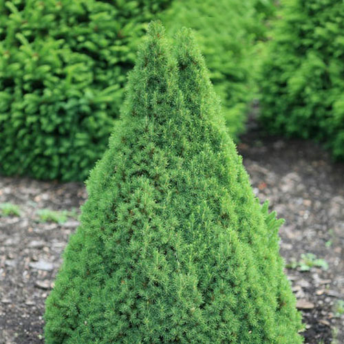 Smrek Conica obrázok 1 artikel 9400