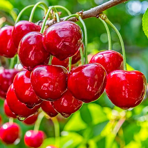 Čerešňa Elegant Joy, С2 obrázok 1 artikel 1628