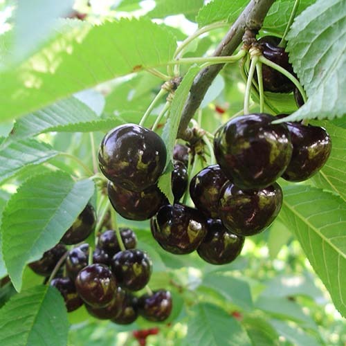 Čerešňa Narana obrázok 1 artikel 4869