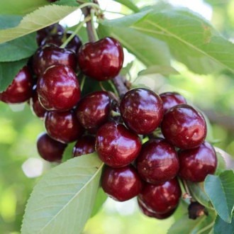 Čerešňa Royal Helen obrázok 1 artikel 4870