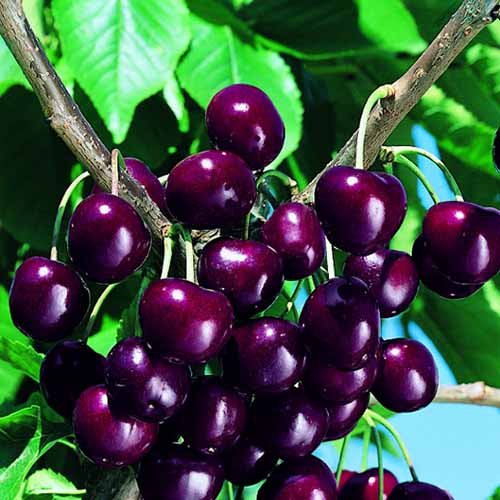 Čerešňa Skeena obrázok 1 artikel 4871