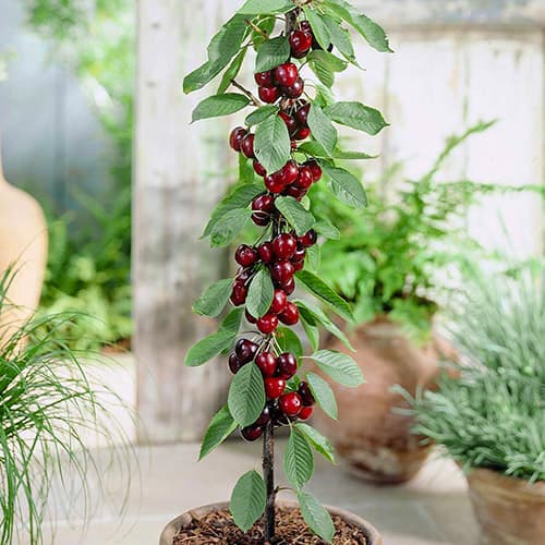 Čerešňa stĺpovitá Black artikel fotografia 1 Čerešňa stĺpovitá Black obrázok 1 artikel 1946