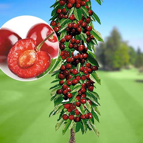 Čerešňa stĺpovitá Queen Marry, С2 obrázok 1 artikel 1921