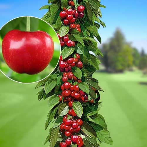 Čerešňa stĺpovitá Silva artikel fotografia 1 Čerešňa stĺpovitá Silva obrázok 1 artikel 1924