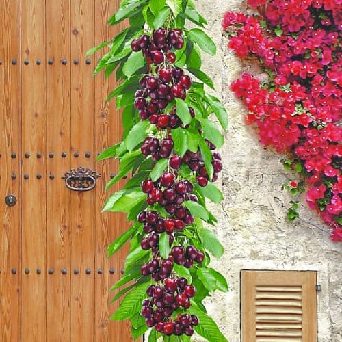 Čerešňa stĺpovitá Victoria, С2 obrázok 1 artikel 1923