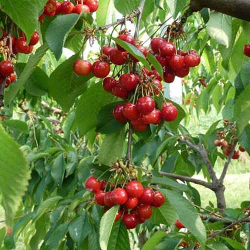 Čerešňa Swing obrázok 1 artikel 4872