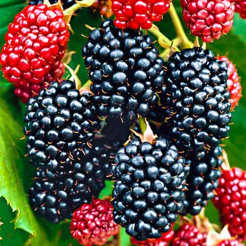 Černica Big Maks XXL obrázok 1 artikel 7500