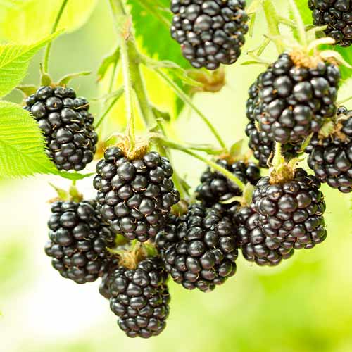 Černica Black Satin, Р9 obrázok 1 artikel 7692