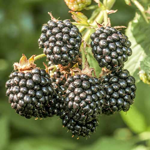 Černica Chester obrázok 1 artikel 7612