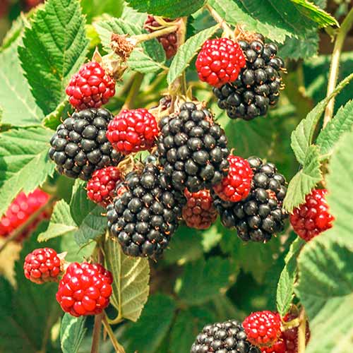 Černica Loch Ness, Р9 obrázok 1 artikel 7651