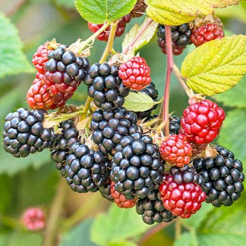 Černica Navaho obrázok 1 artikel 7504