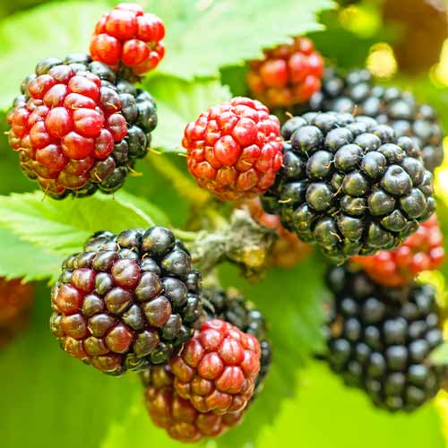 Černica Tricolor obrázok 1 artikel 5835