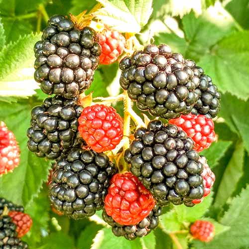 Černica Triple Crown obrázok 1 artikel 8020