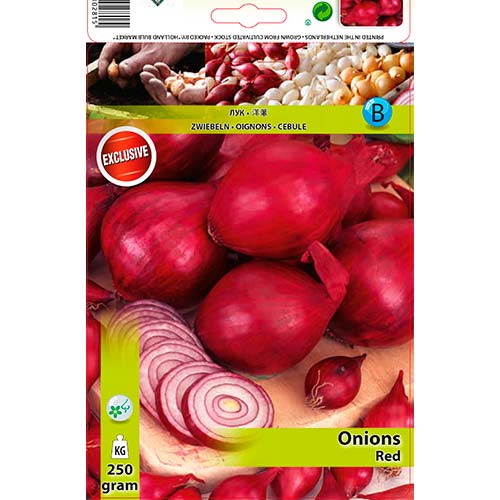 Červená cibuľa artikel fotografia 1 Červená cibuľa obrázok 1 artikel 70495