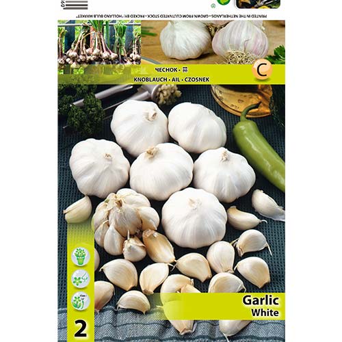 Cesnak neapolský obrázok 1 artikel 70500