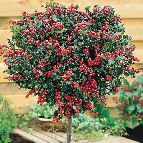 Cezmína Blue Angel obrázok 1 artikel 4743