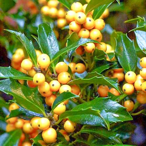 Cezmína Golden Girl obrázok 1 artikel 4744