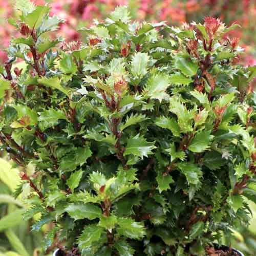 Cezmína Little Rascal Mondo obrázok 1 artikel 4745