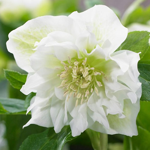 Čemerica Double Ellen White obrázok 1 artikel 70411