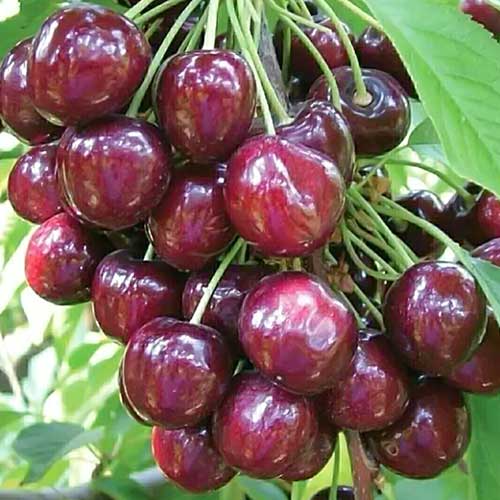 Čerešňa Sabrina artikel fotografia 1 Čerešňa Sabrina obrázok 1 artikel 6926