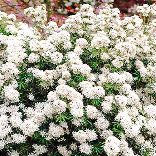 Choisya White Dazzler artikel fotografia 1 Choisya White Dazzler obrázok 1 artikel 5594