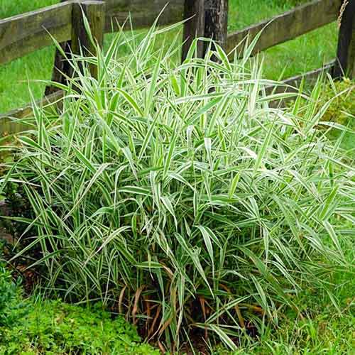 Chrastnica rákosovitá Luteopicta obrázok 1 artikel 4785