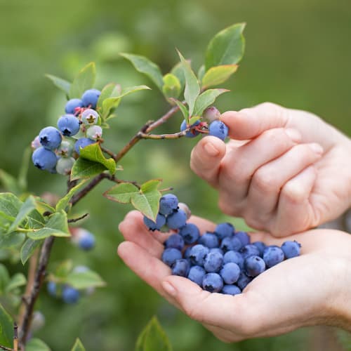 Čučoriedka Brigitta, P9 obrázok 1 artikel 9292