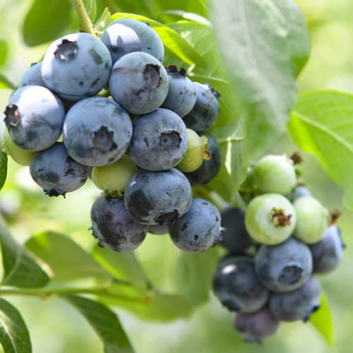 Čučoriedka Chandler, P9 obrázok 1 artikel 9299